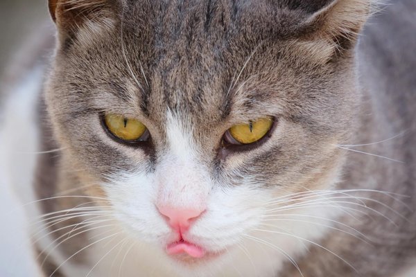 Die besten iphone air hüllen für perfekten schutz und stil